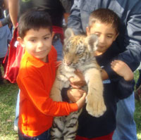 Tigre